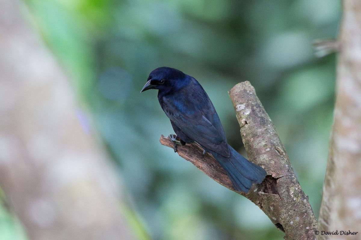 Shiny Cowbird - ML88683971