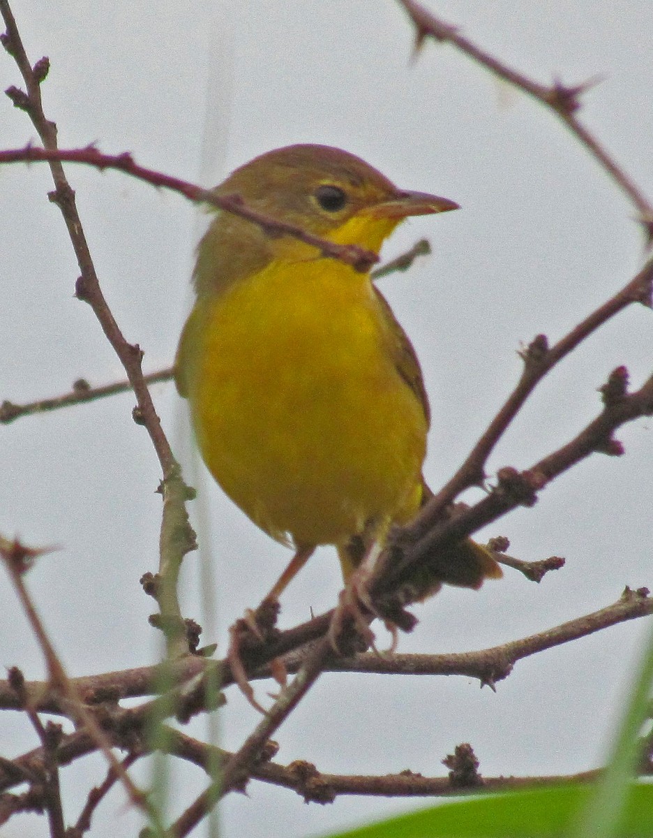 Southern Yellowthroat - ML88685301