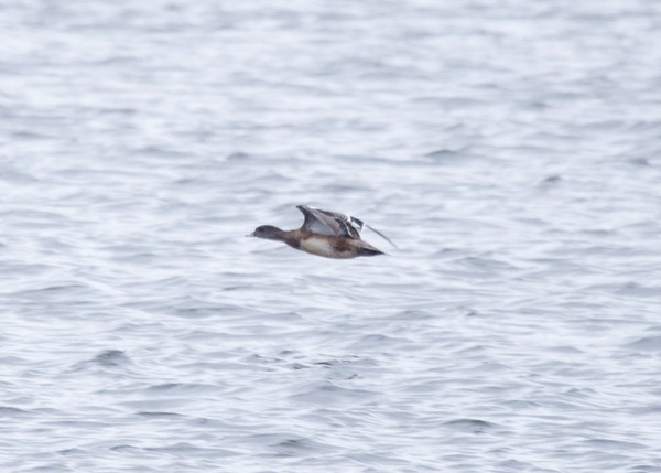 American Wigeon - ML88686211