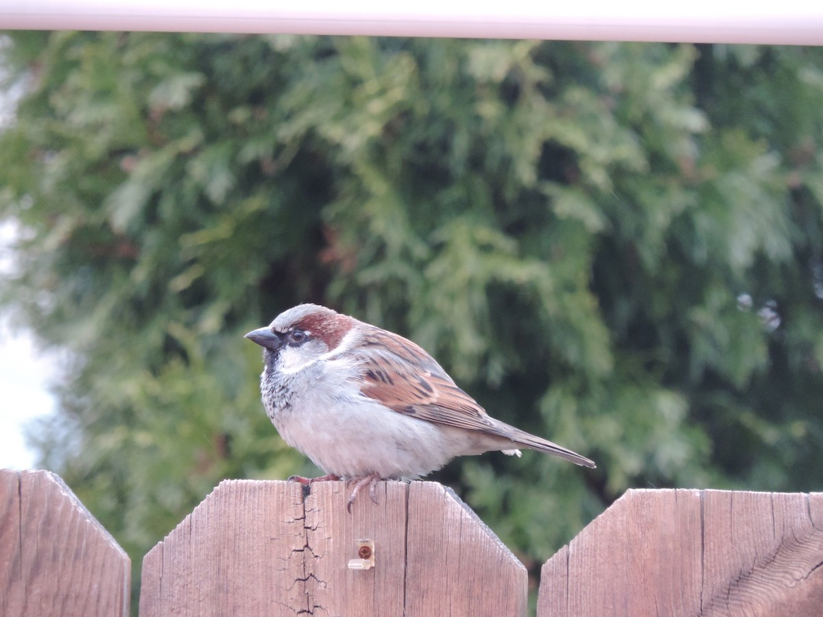 House Sparrow - ML88687591