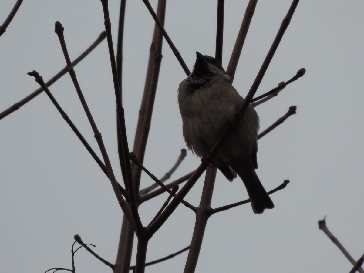 House Sparrow - ML88687641