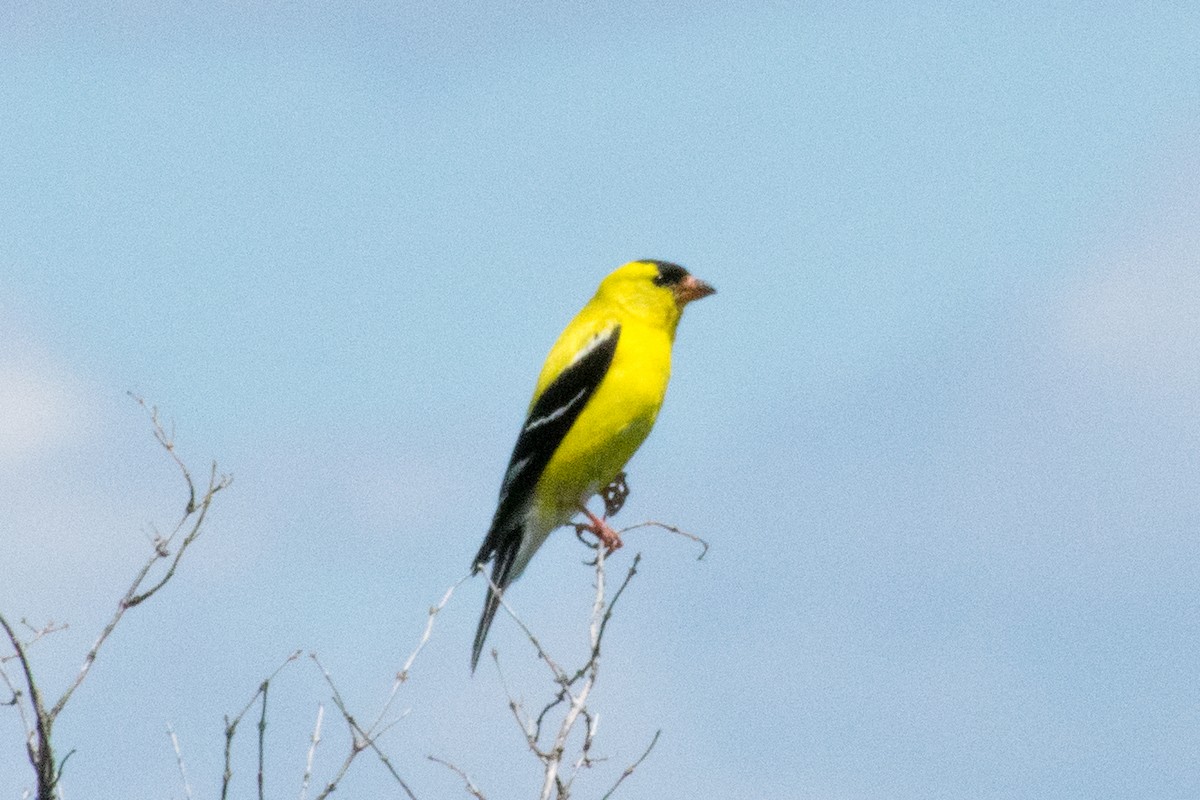 American Goldfinch - ML88688561
