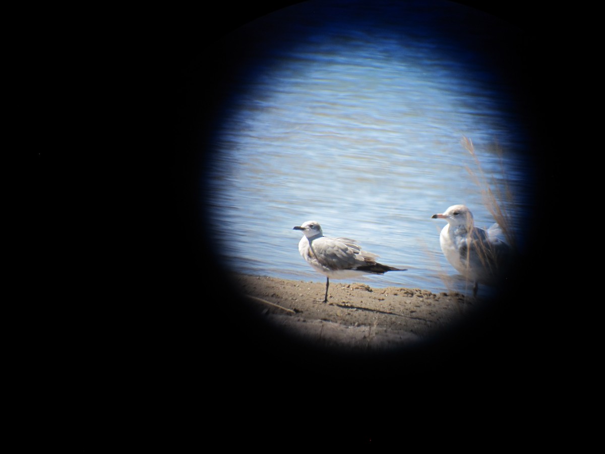 Laughing Gull - ML88689111