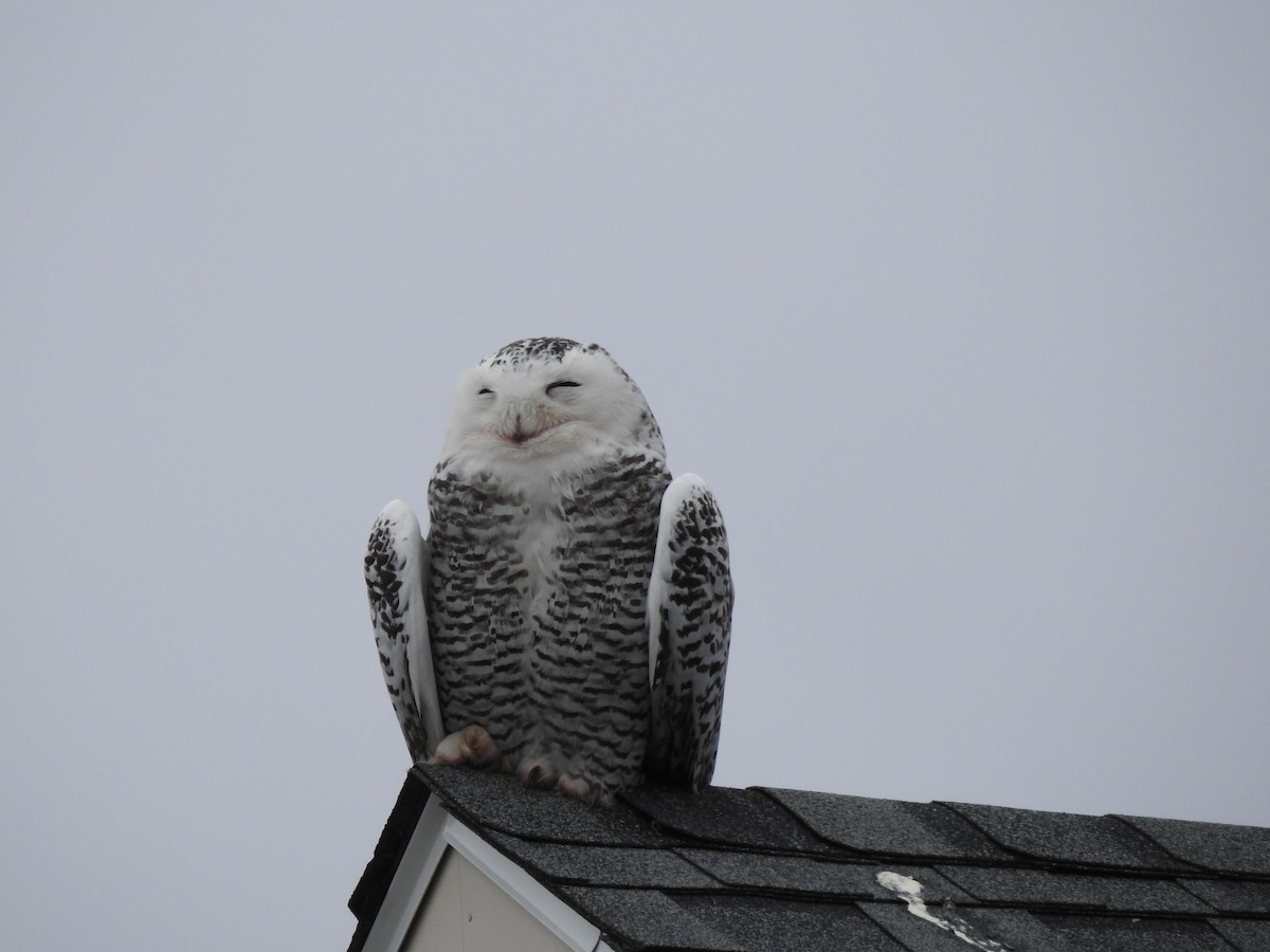 Snowy Owl - ML88690331