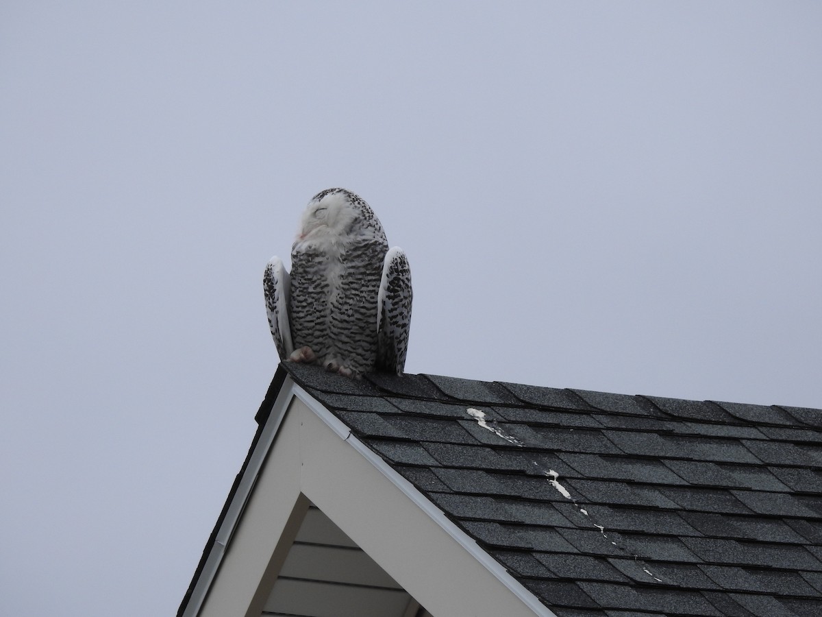 Snowy Owl - ML88690341