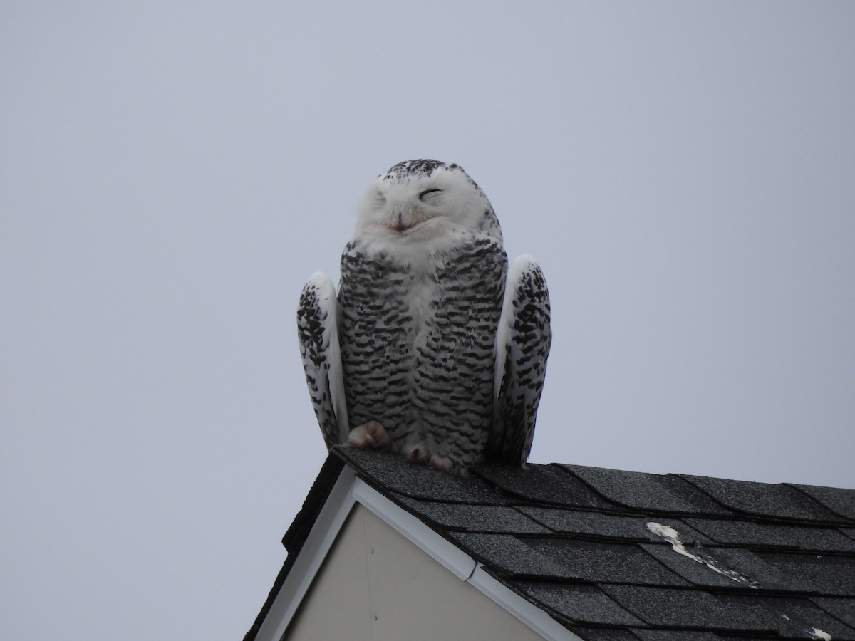 Snowy Owl - ML88690351