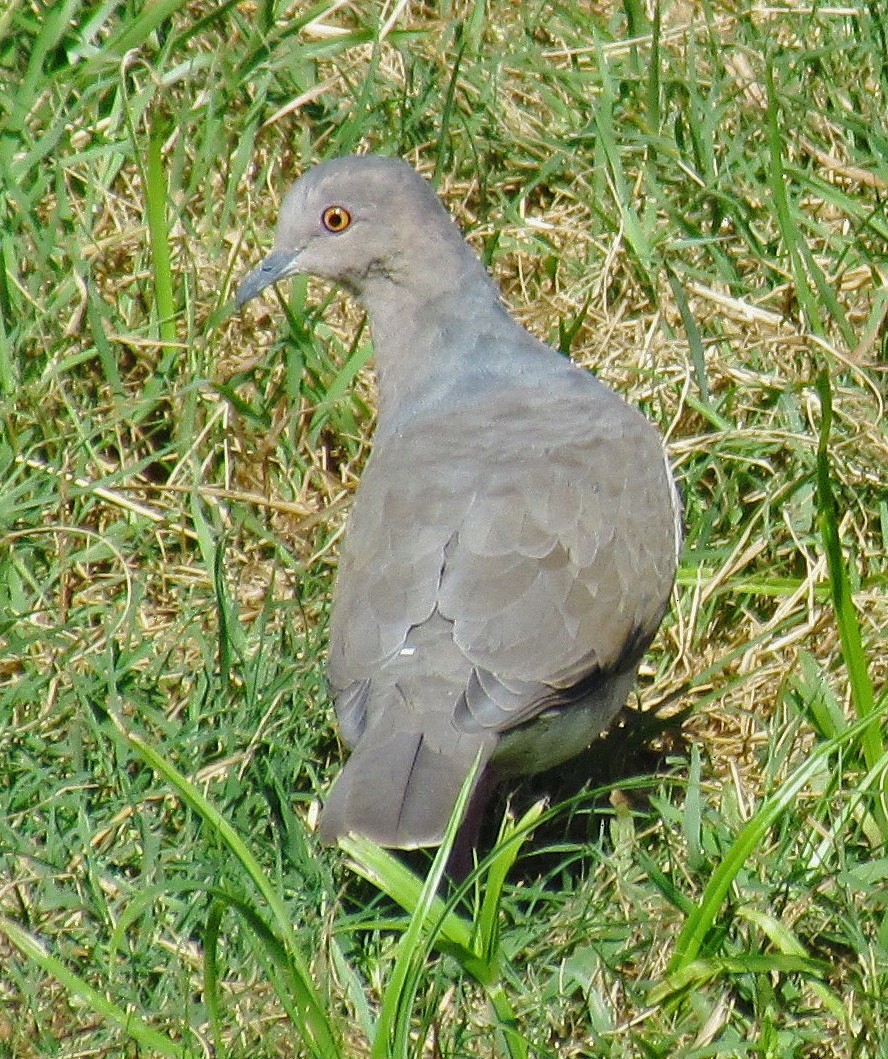 White-tipped Dove - ML88690511