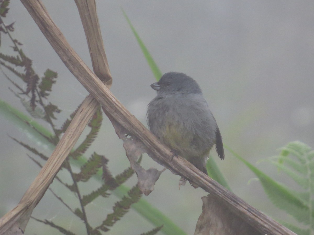 Jamaican Euphonia - ML88690731