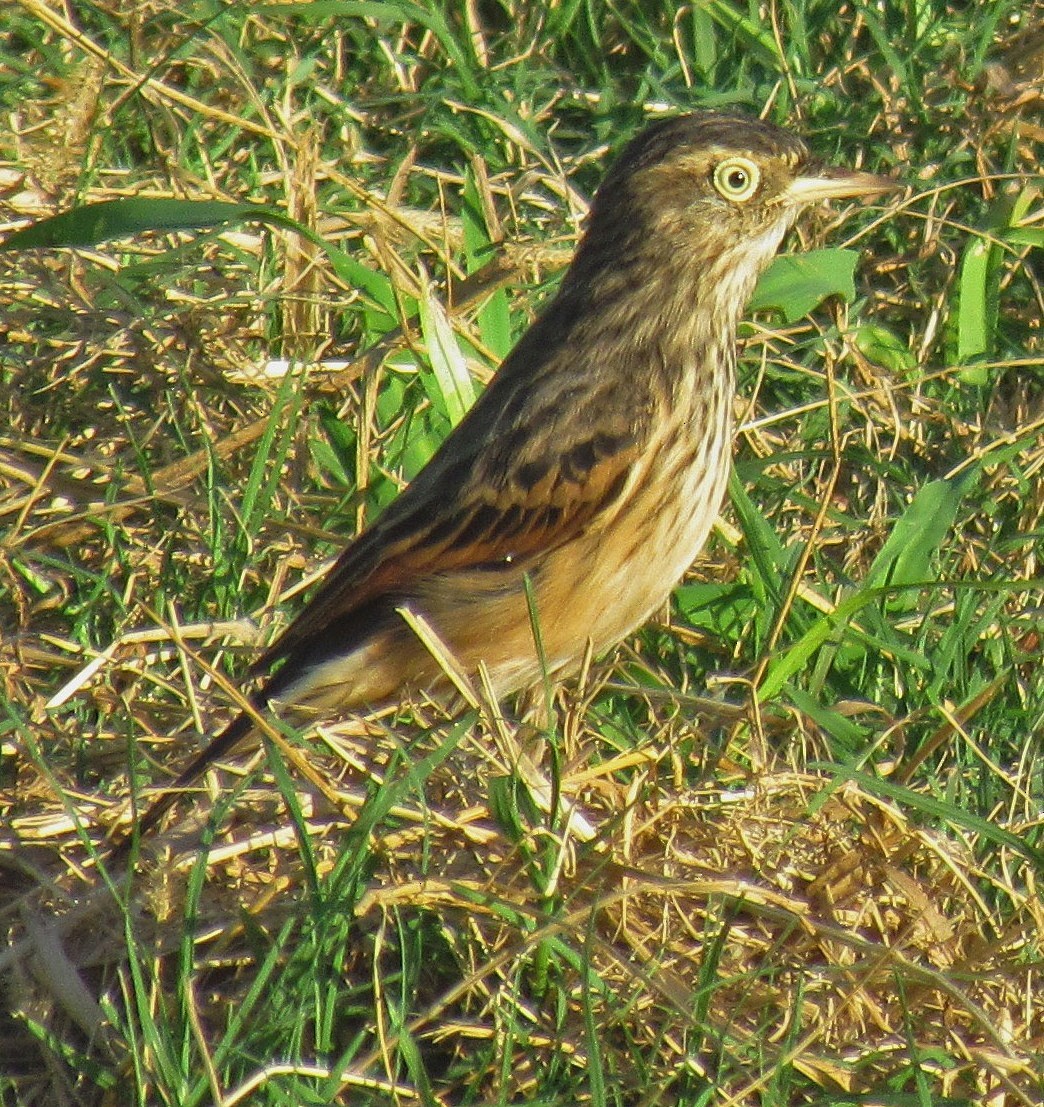 Spectacled Tyrant - ML88691011