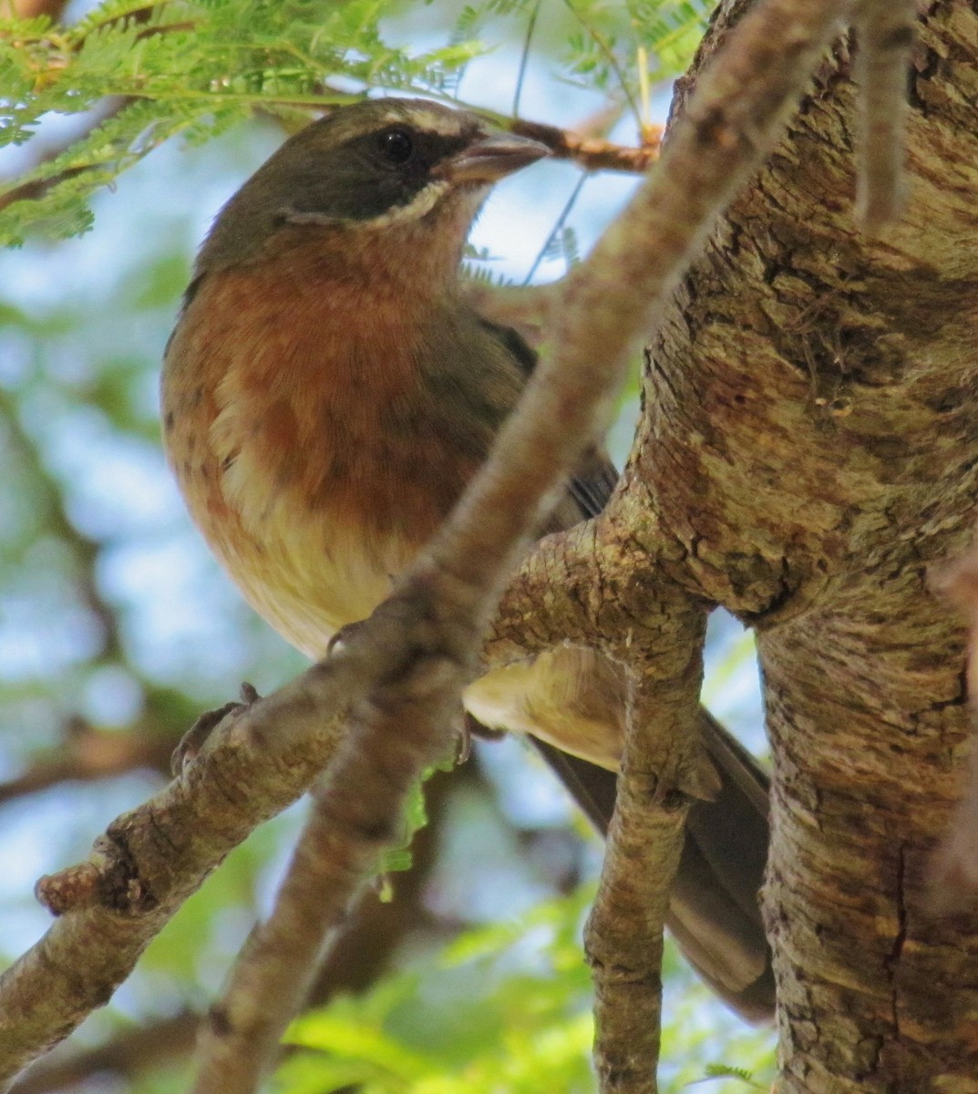 Black-and-rufous Warbling Finch - ML88691281