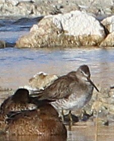 Long-billed Dowitcher - ML88692271