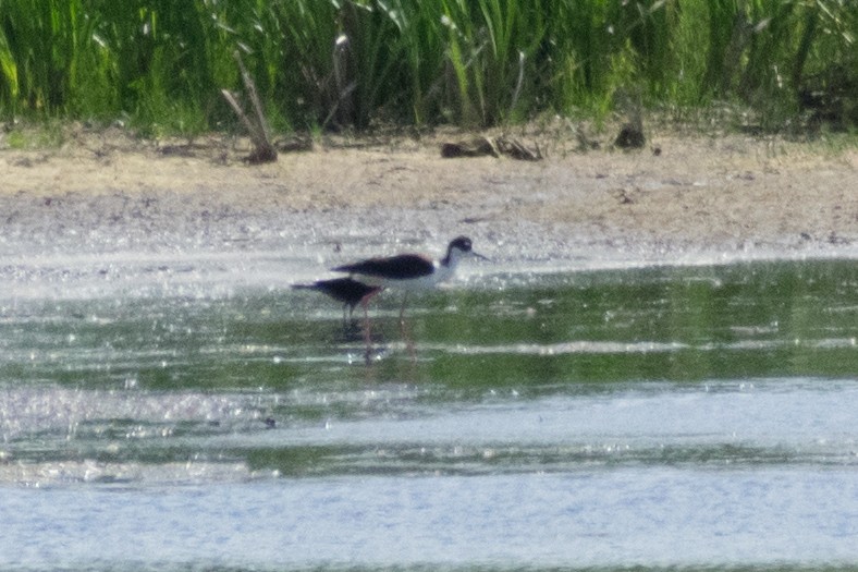 Black-necked Stilt - ML88694341