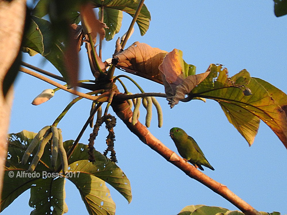 Dusky-billed Parrotlet - ML88694361