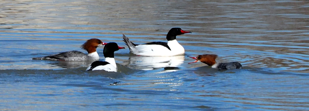 Common Merganser - Leslie S