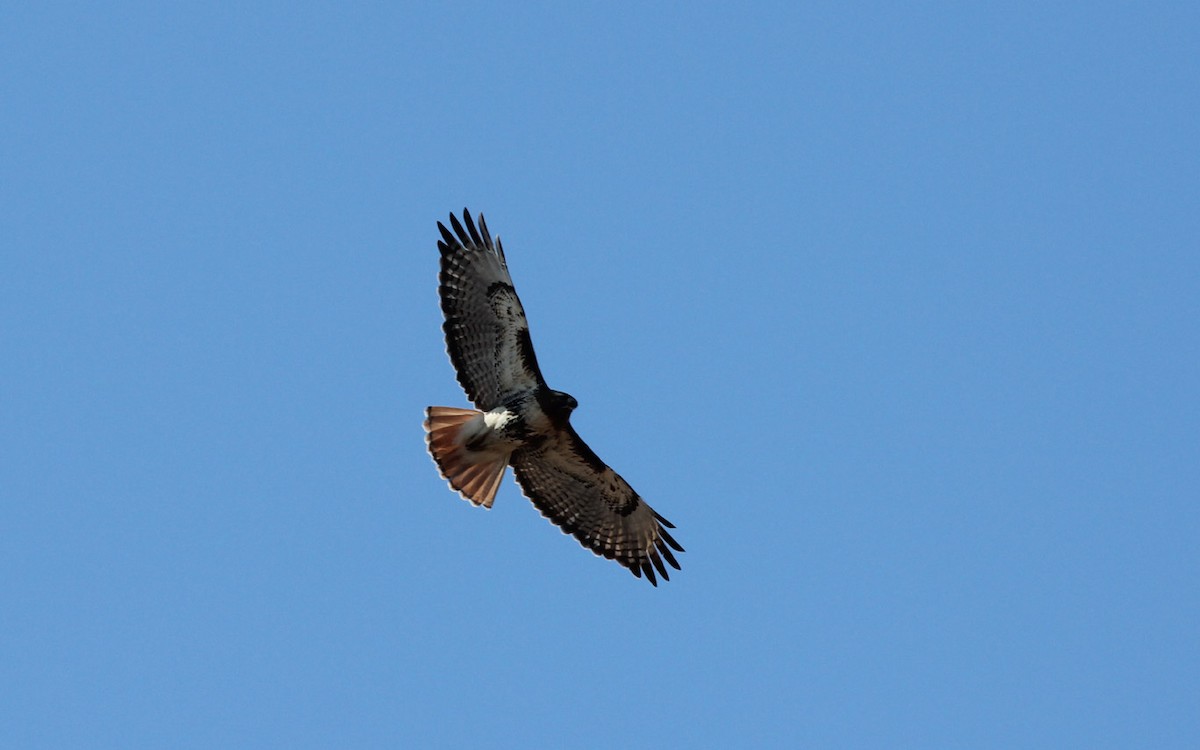 Red-tailed Hawk - ML88694471