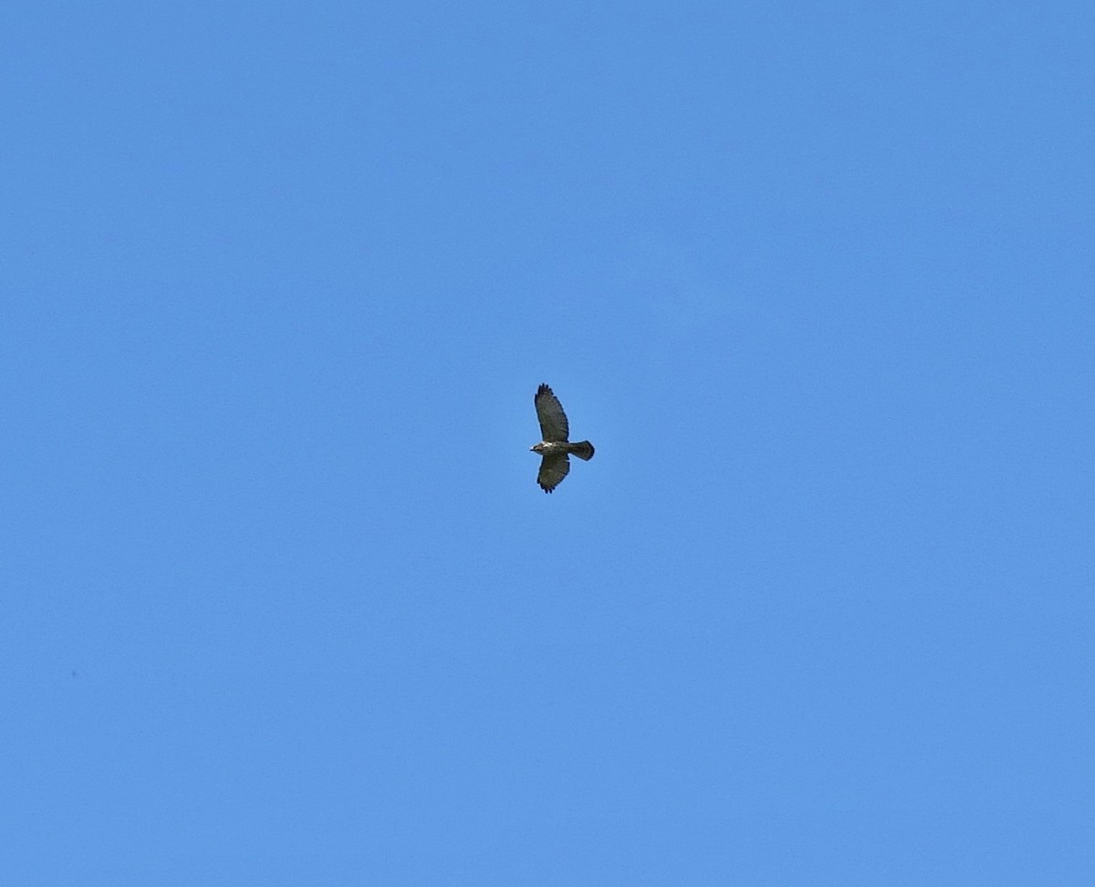 Broad-winged Hawk - ML88696841
