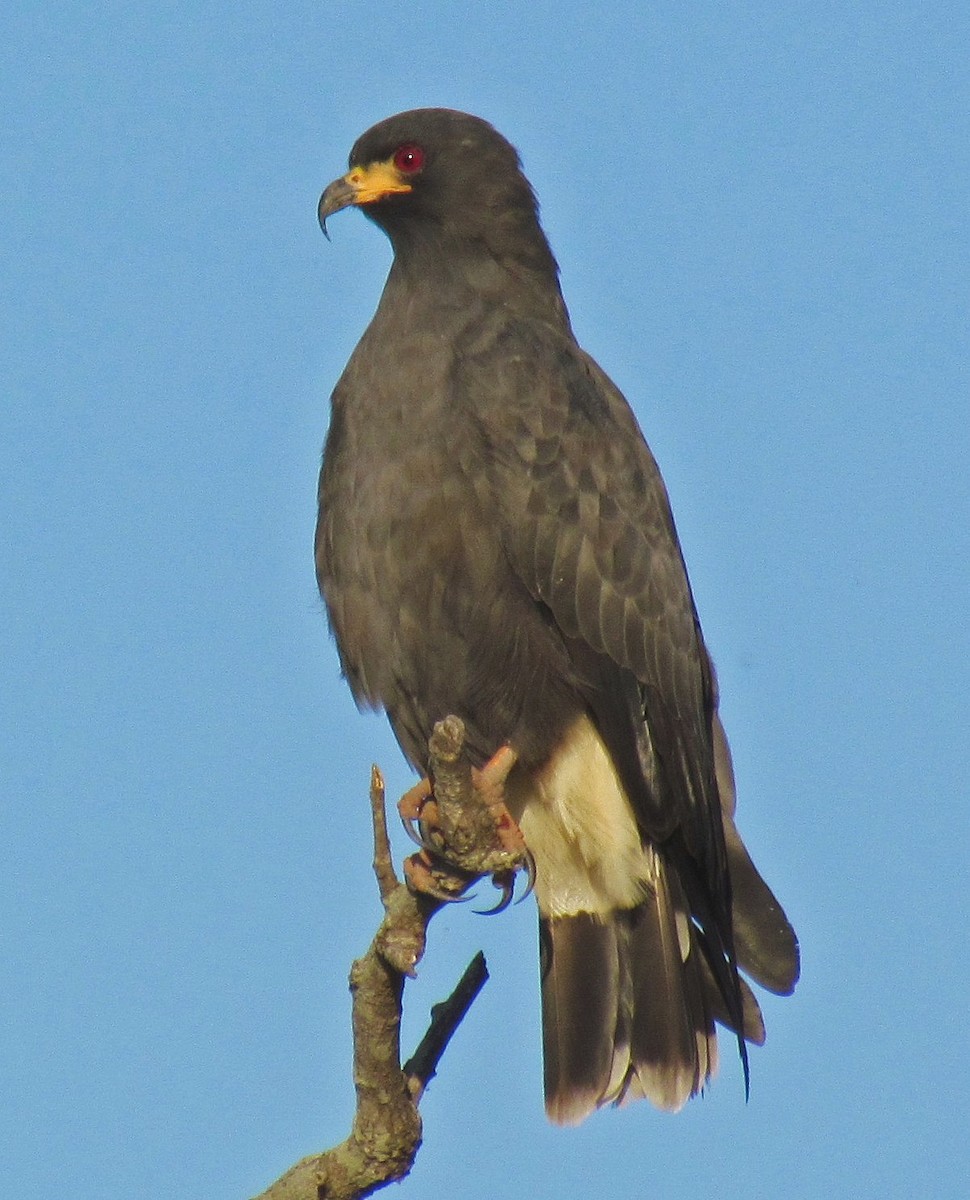 Snail Kite - ML88699301