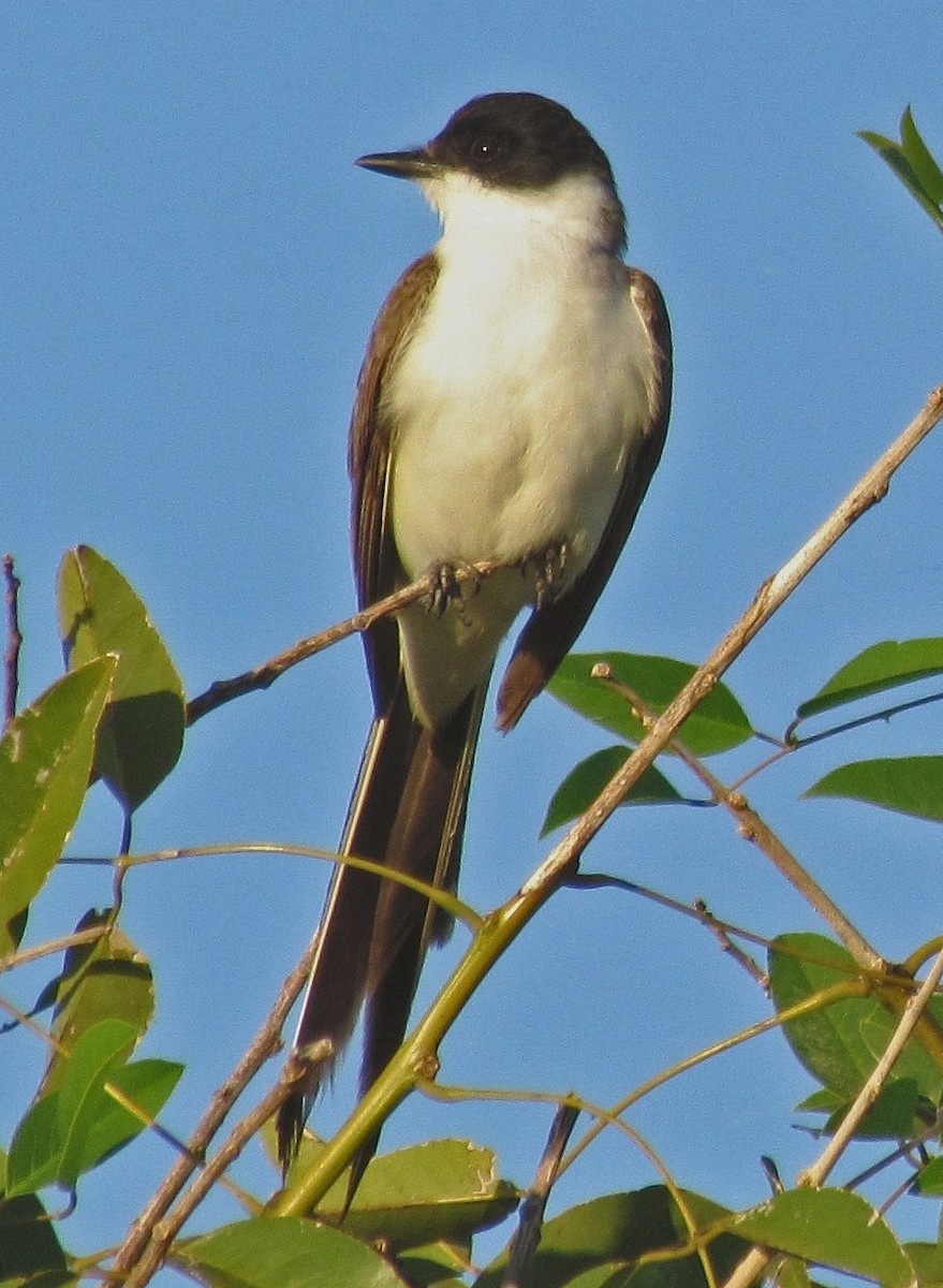 Fork-tailed Flycatcher - ML88699711