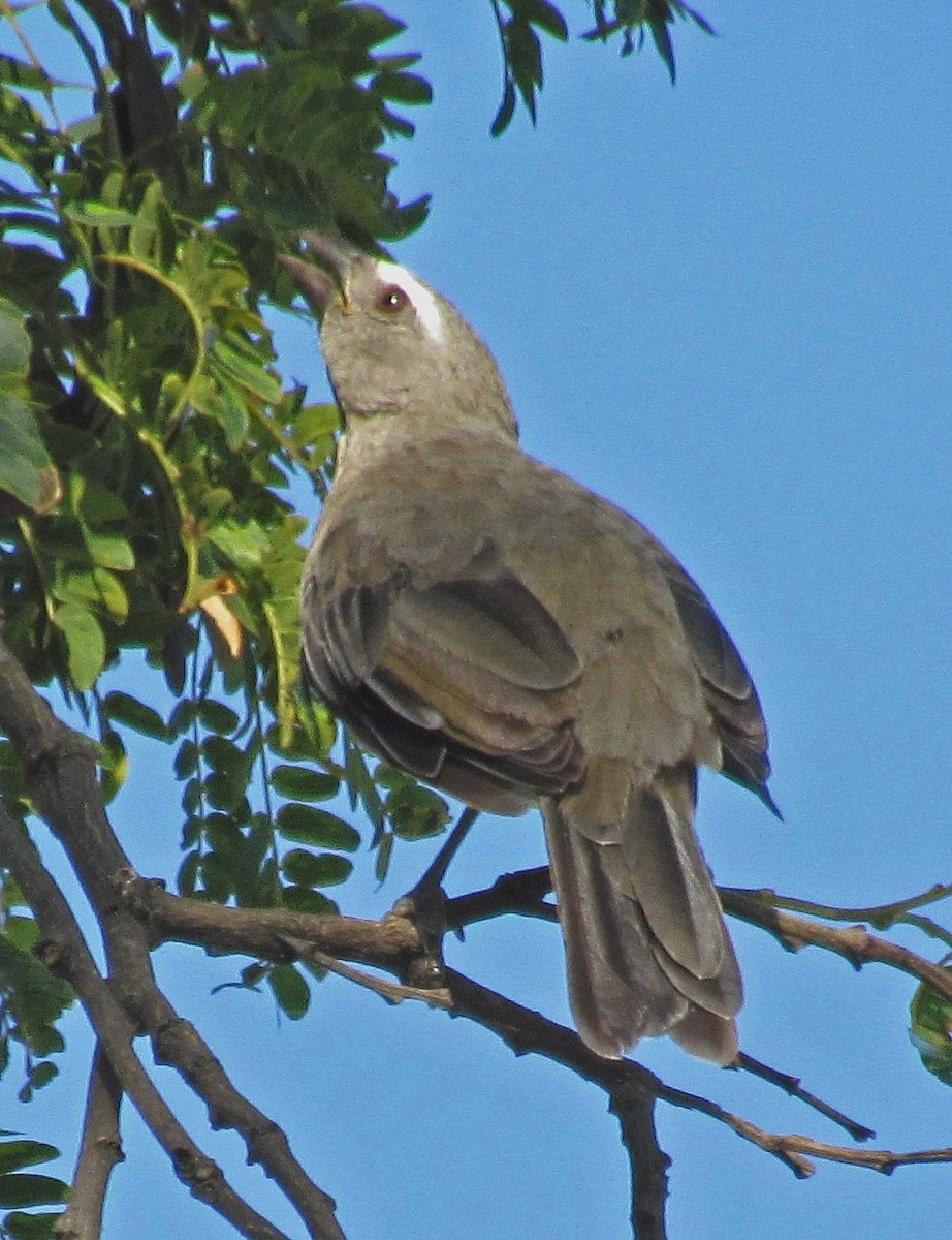 Pepitero Grisáceo del Amazonas - ML88699851