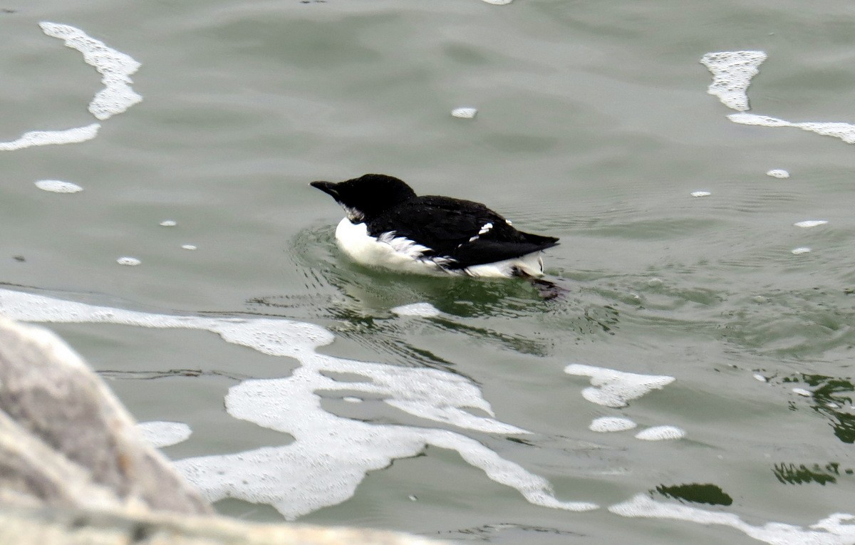 Guillemot de Brünnich - ML88701281