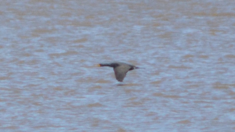 Double-crested Cormorant - ML88701351