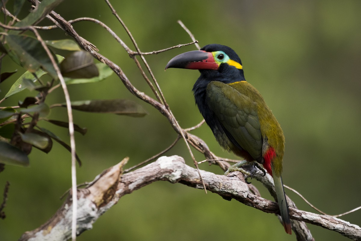 Guianan Toucanet - Claudia Brasileiro