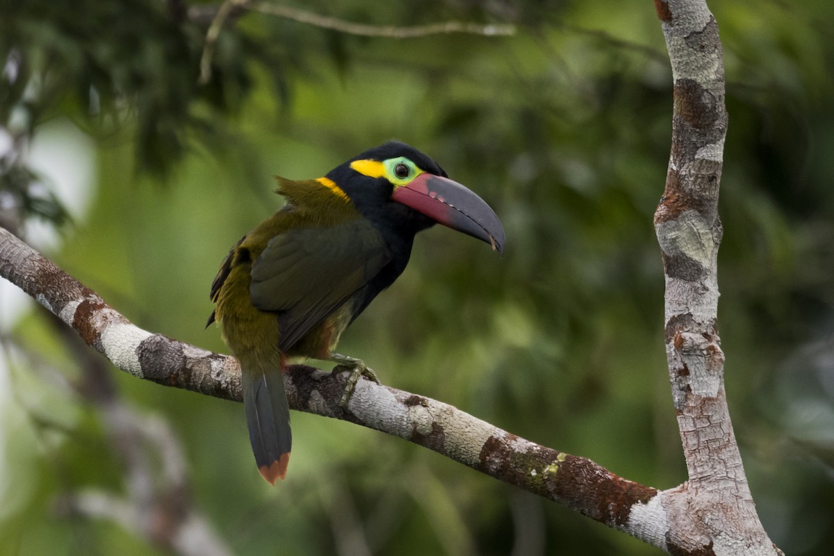 Guianan Toucanet - Claudia Brasileiro