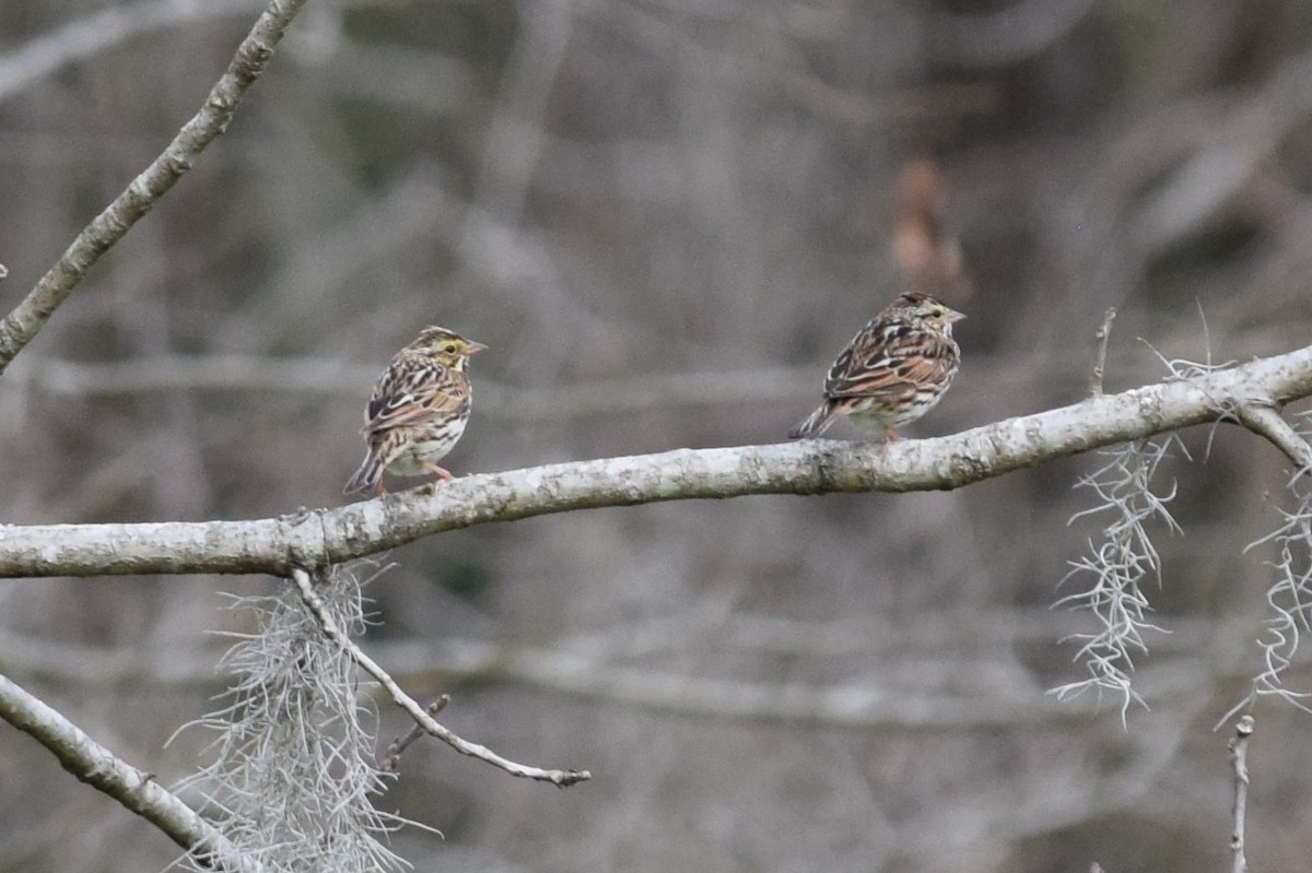 Savannah Sparrow - ML88703331