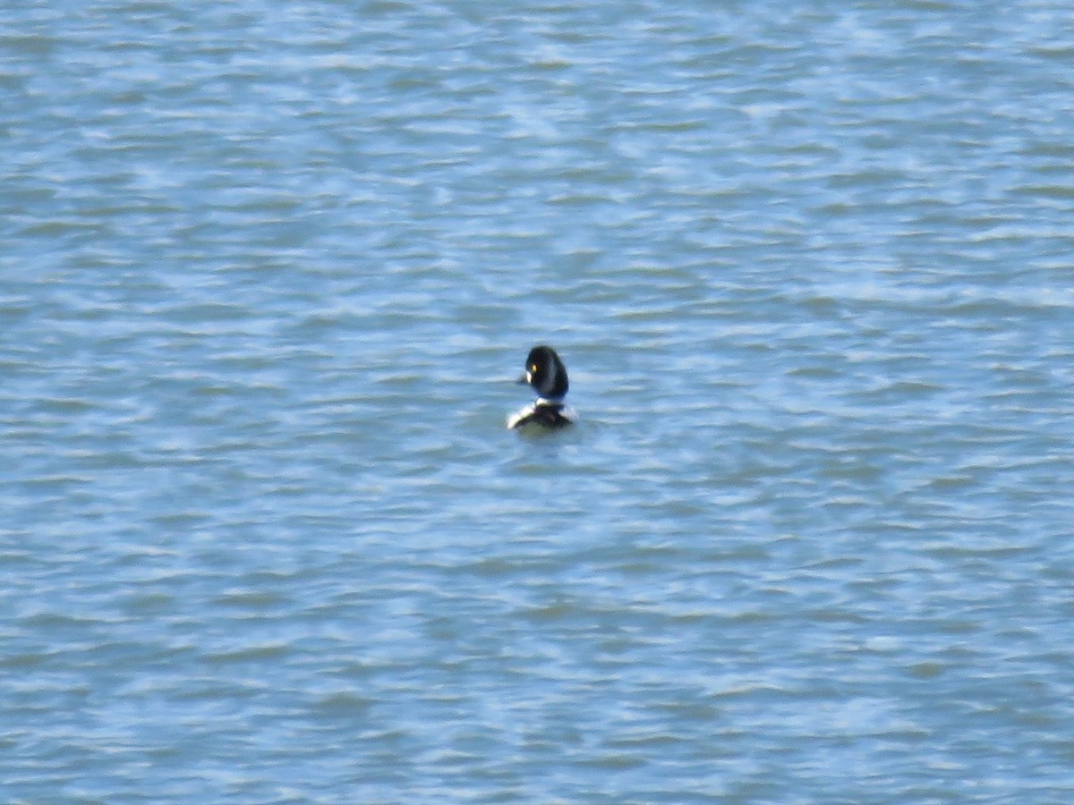 Common Goldeneye - ML88703521