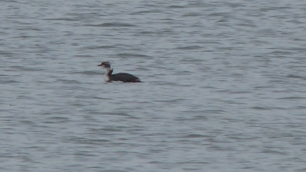 Red-necked Grebe - ML88704681