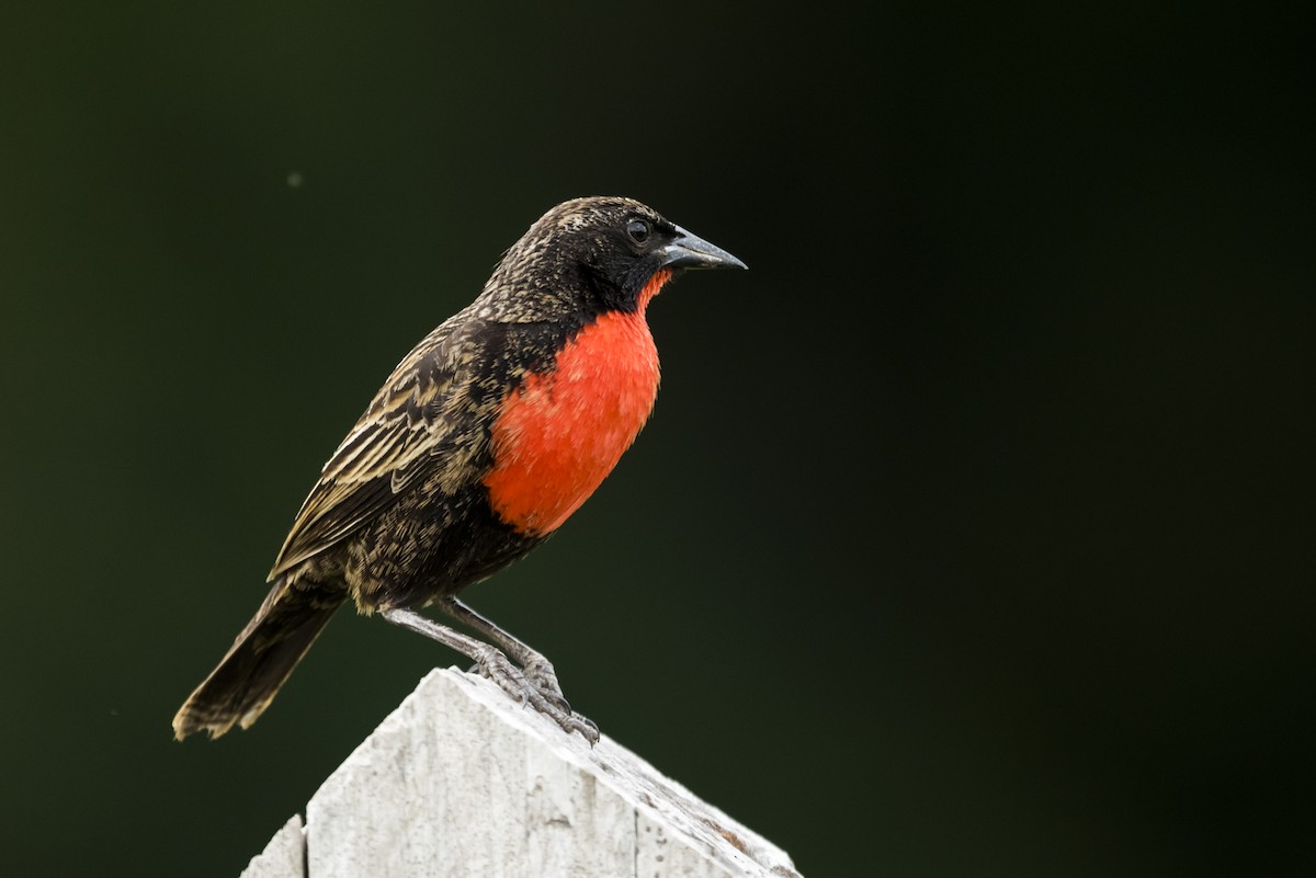 Red-breasted Meadowlark - ML88704701