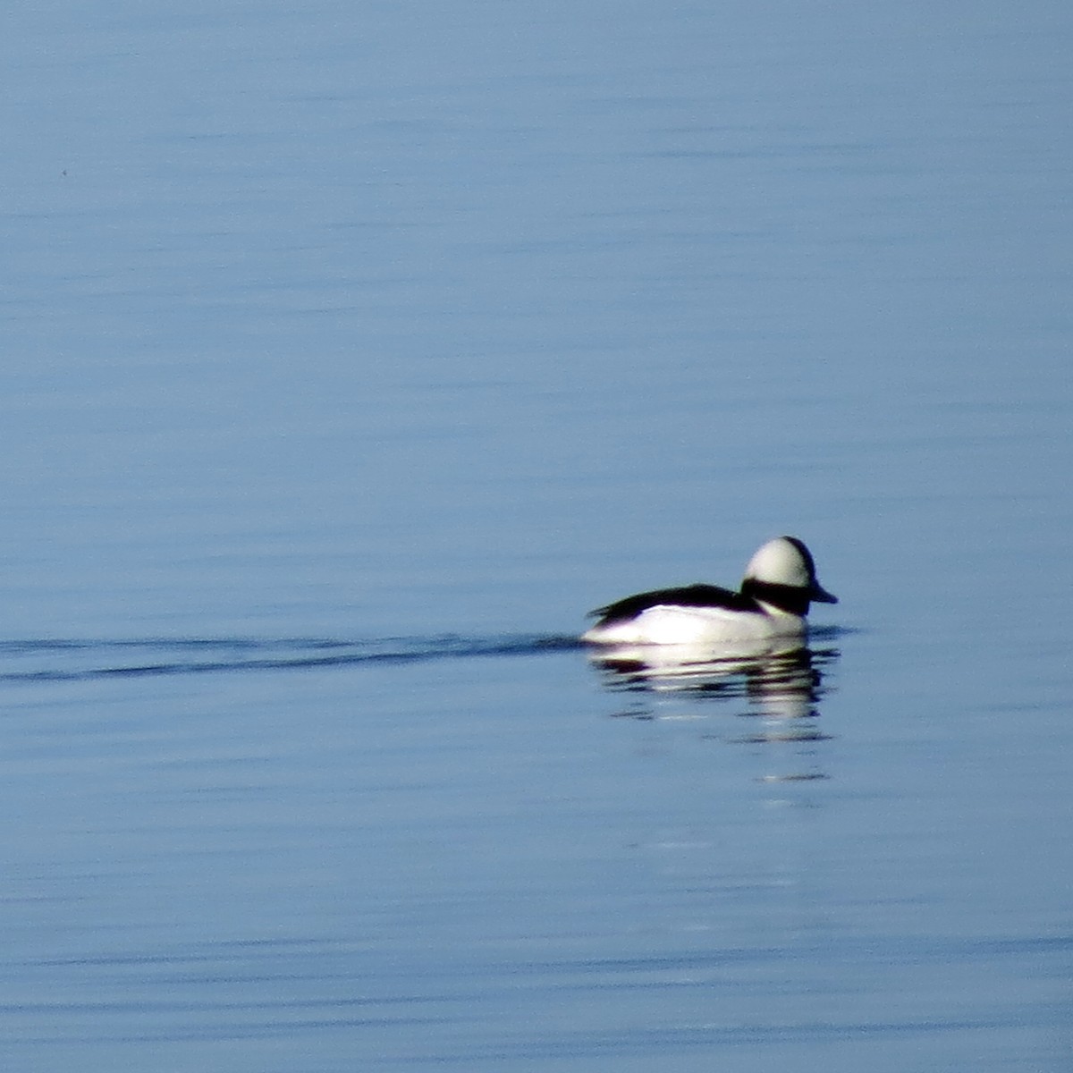 Bufflehead - ML88707221