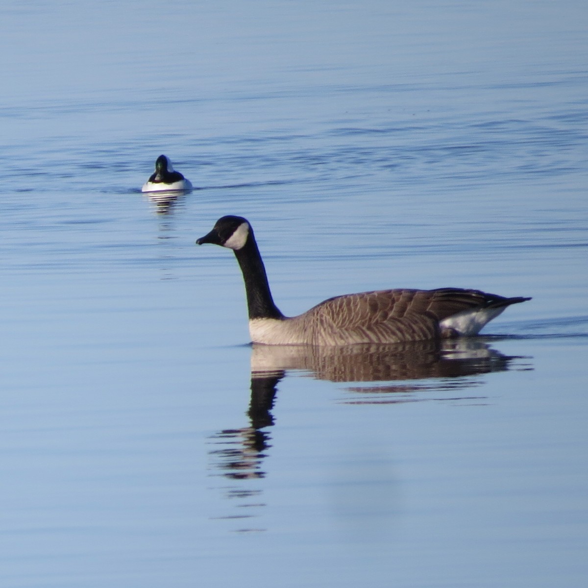 Bufflehead - ML88707231