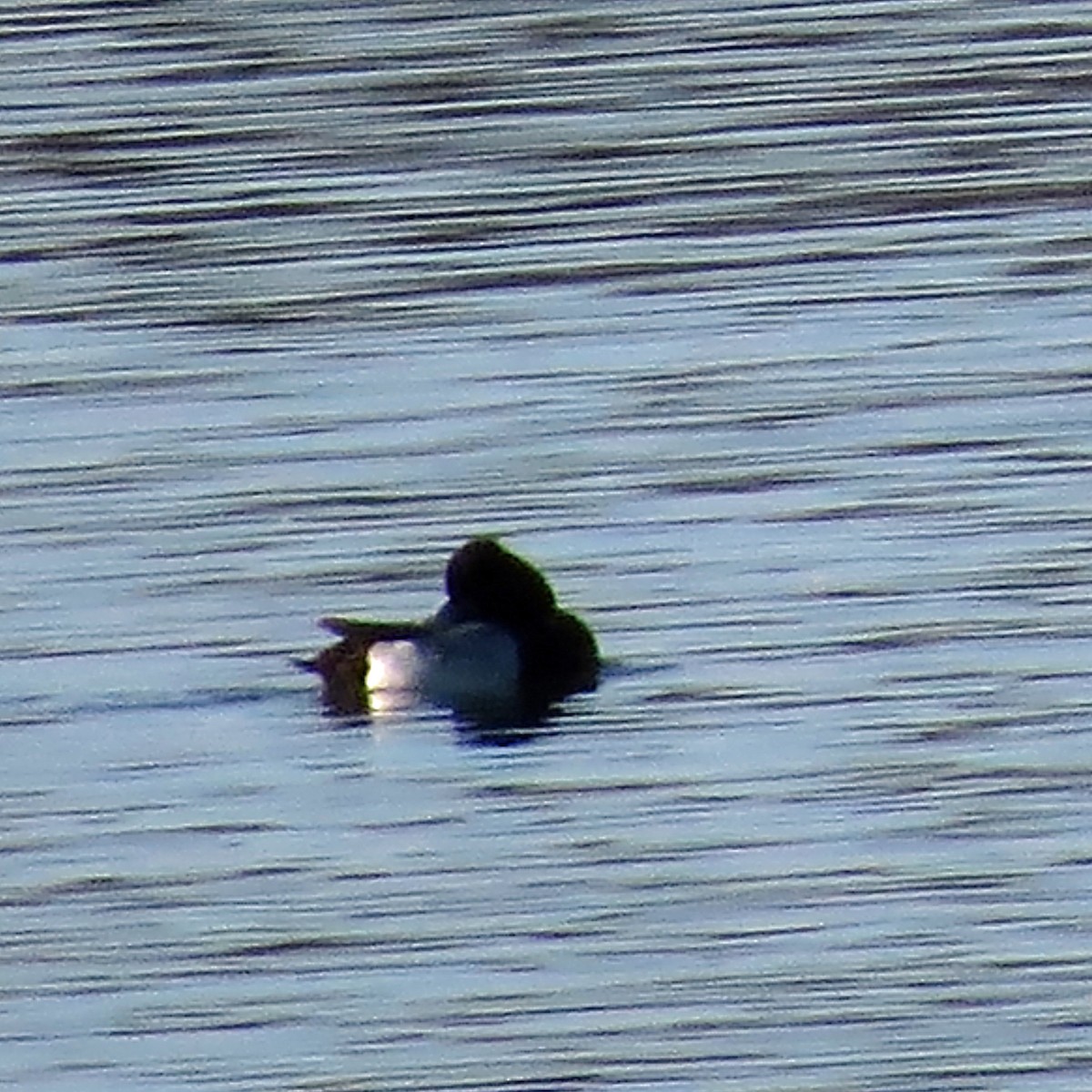 Lesser Scaup - ML88707951