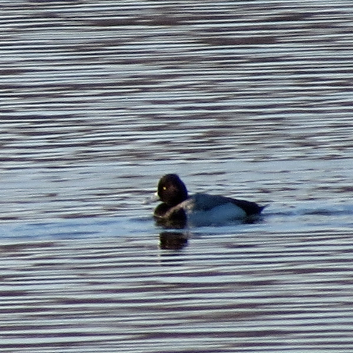 Lesser Scaup - ML88707971