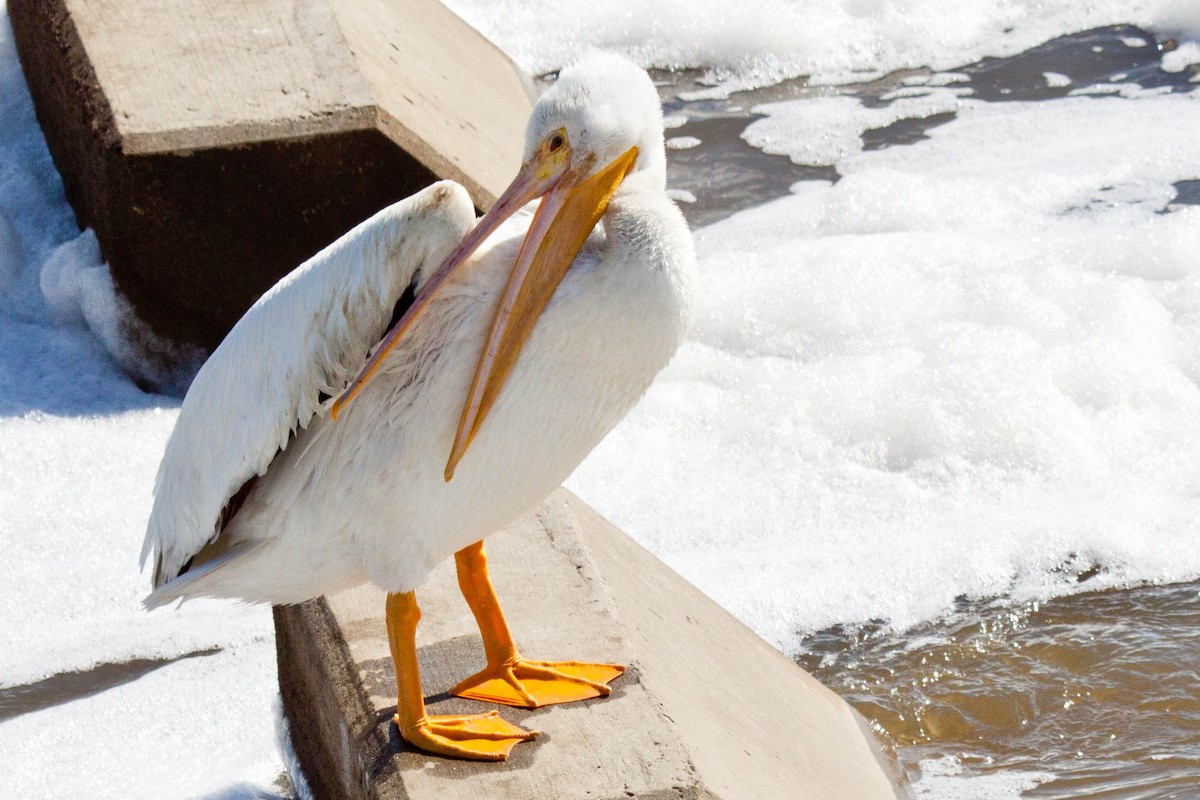 American White Pelican - ML88708201