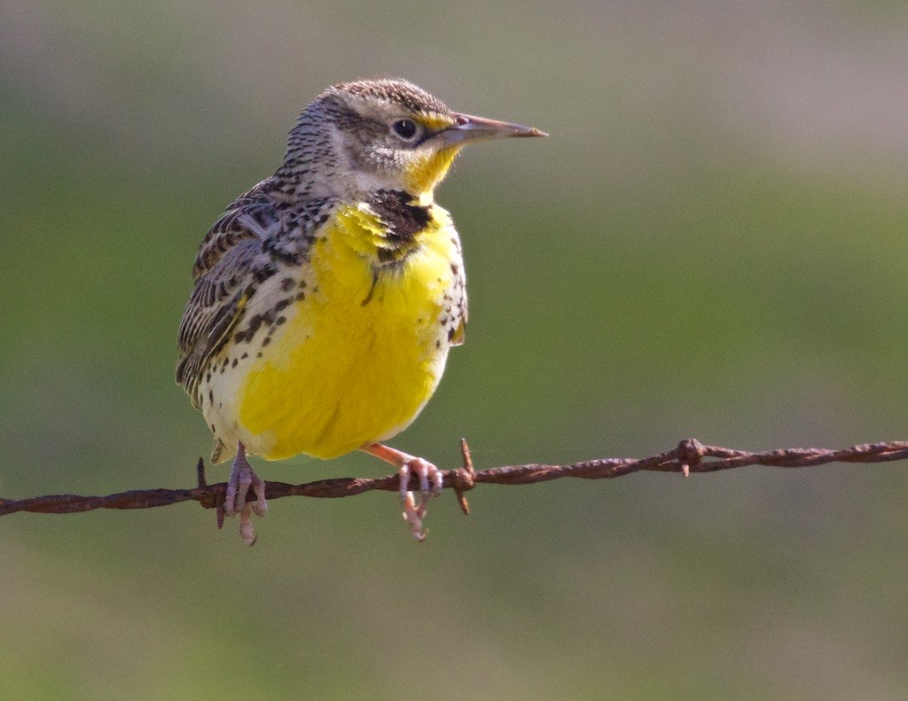 Western Meadowlark - ML88708601