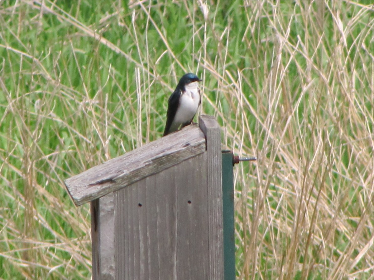 Tree Swallow - ML88708621