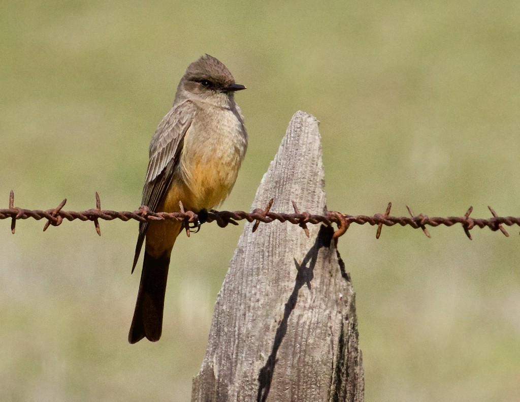 Say's Phoebe - ML88708771