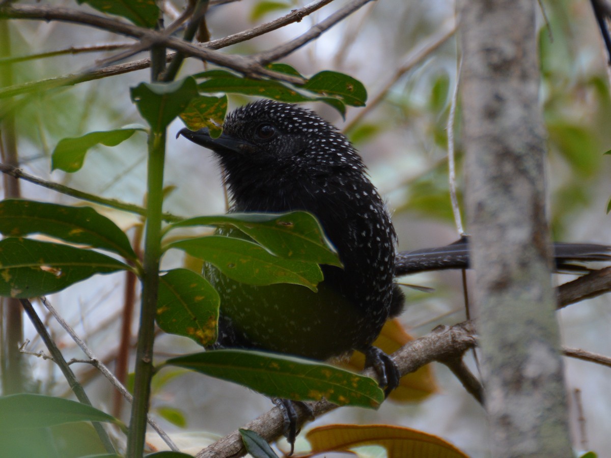 Large-tailed Antshrike - ML88708881