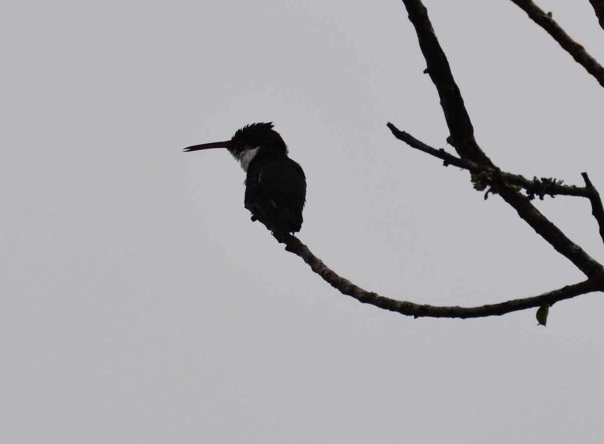 White-throated Hummingbird - ML88708941