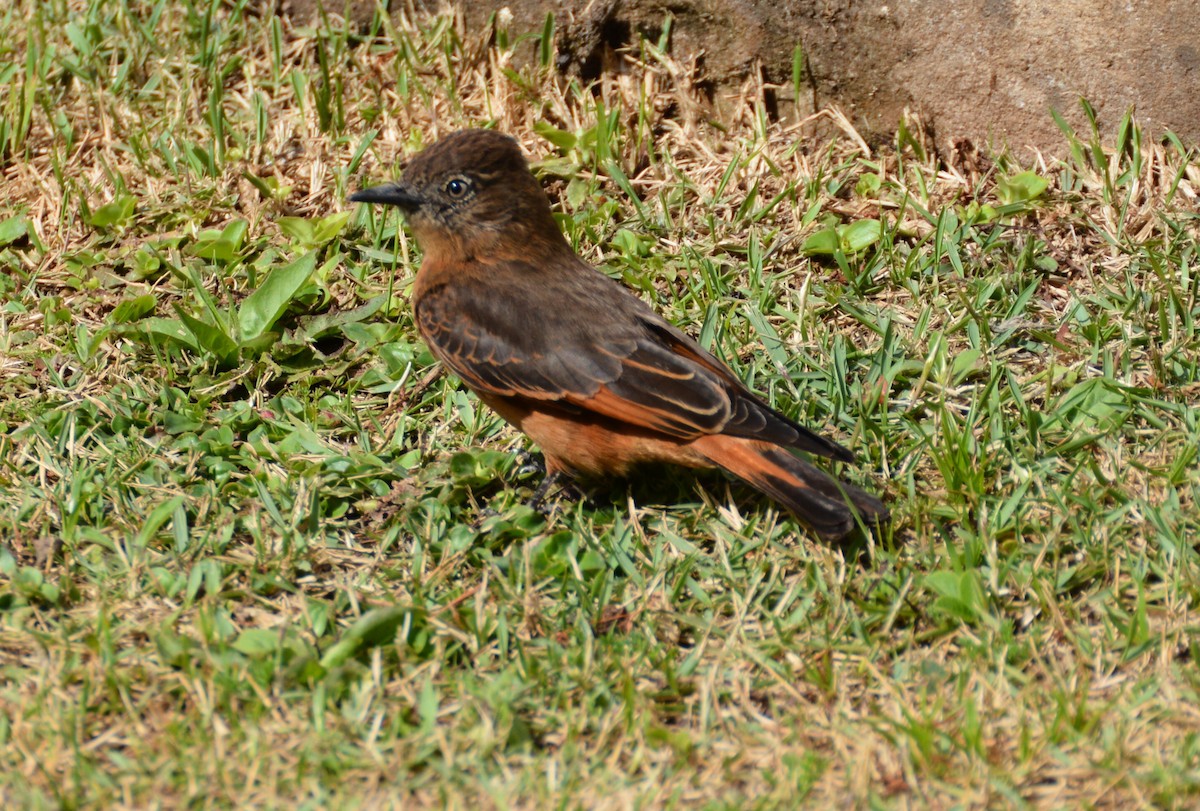 Cliff Flycatcher - ML88709101