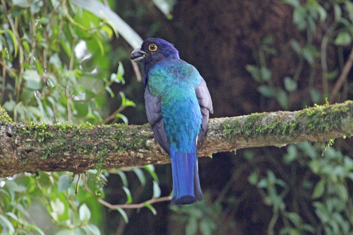 Surucua Trogon (Orange-bellied) - Charlie Keller