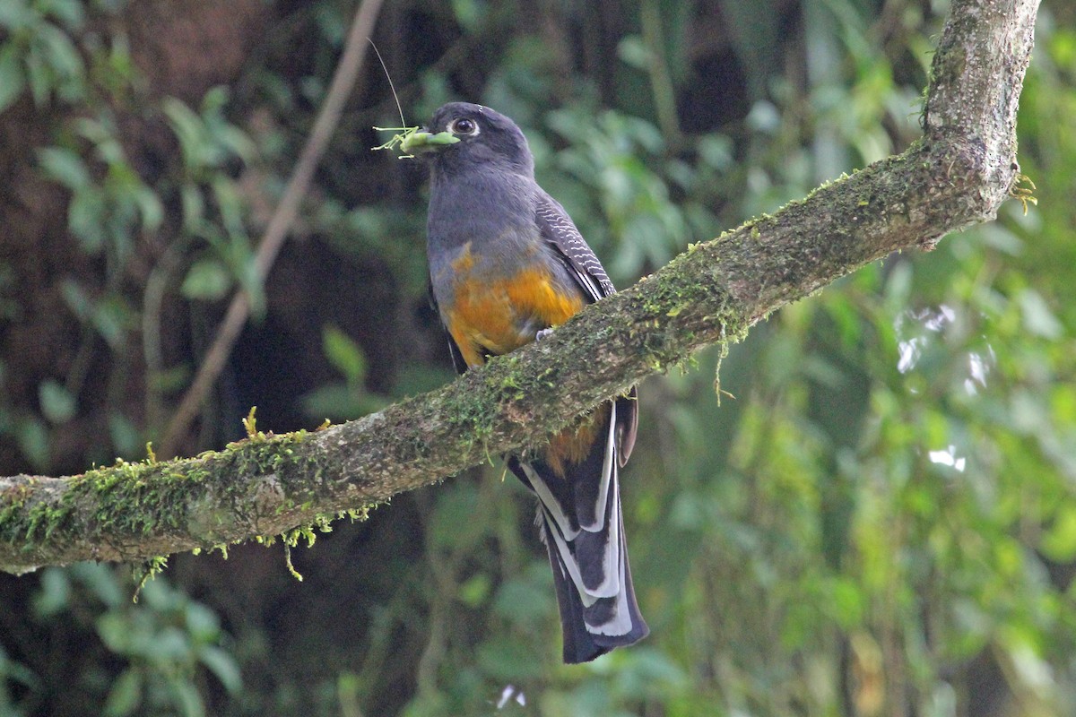 Surucua Trogon (Orange-bellied) - ML88710111