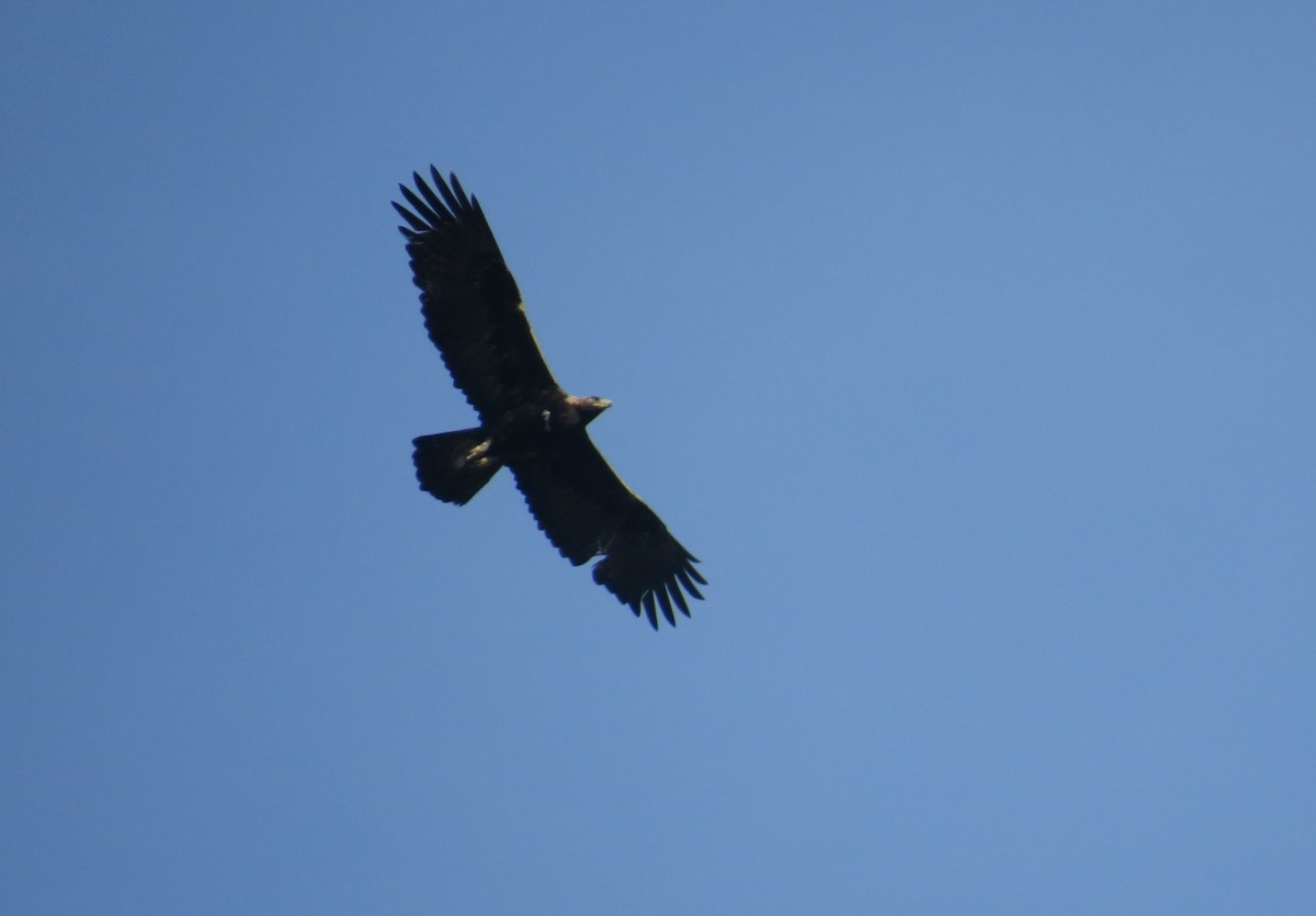 Golden Eagle - ML88710301