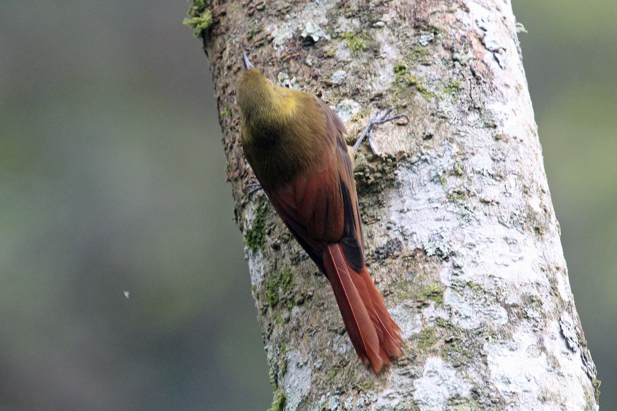 Olivaceous Woodcreeper (Olivaceous) - ML88710581