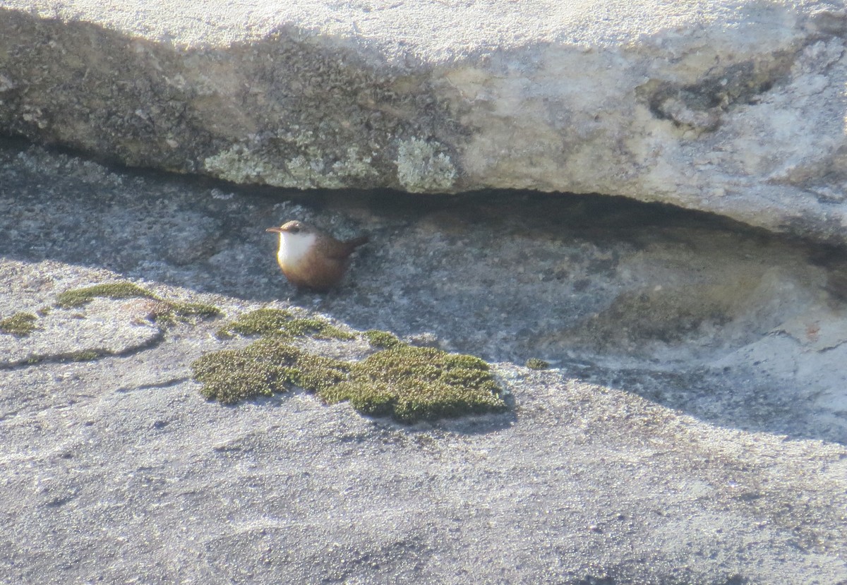 Canyon Wren - ML88710861