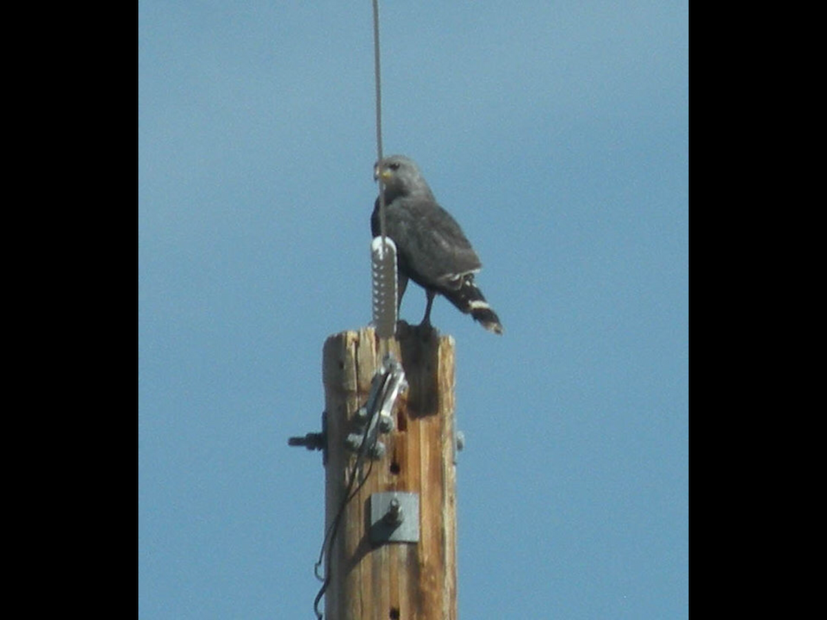 Gray Hawk - Sylvia Maulding