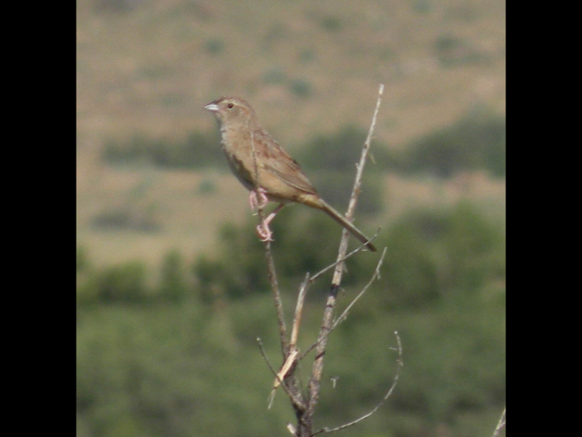 Botteri's Sparrow - ML88712431