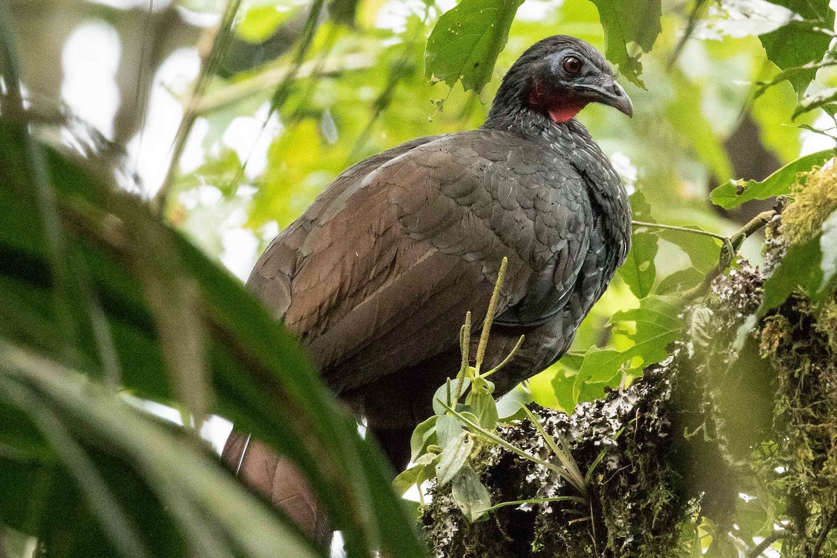 Cauca Guan - ML88712531